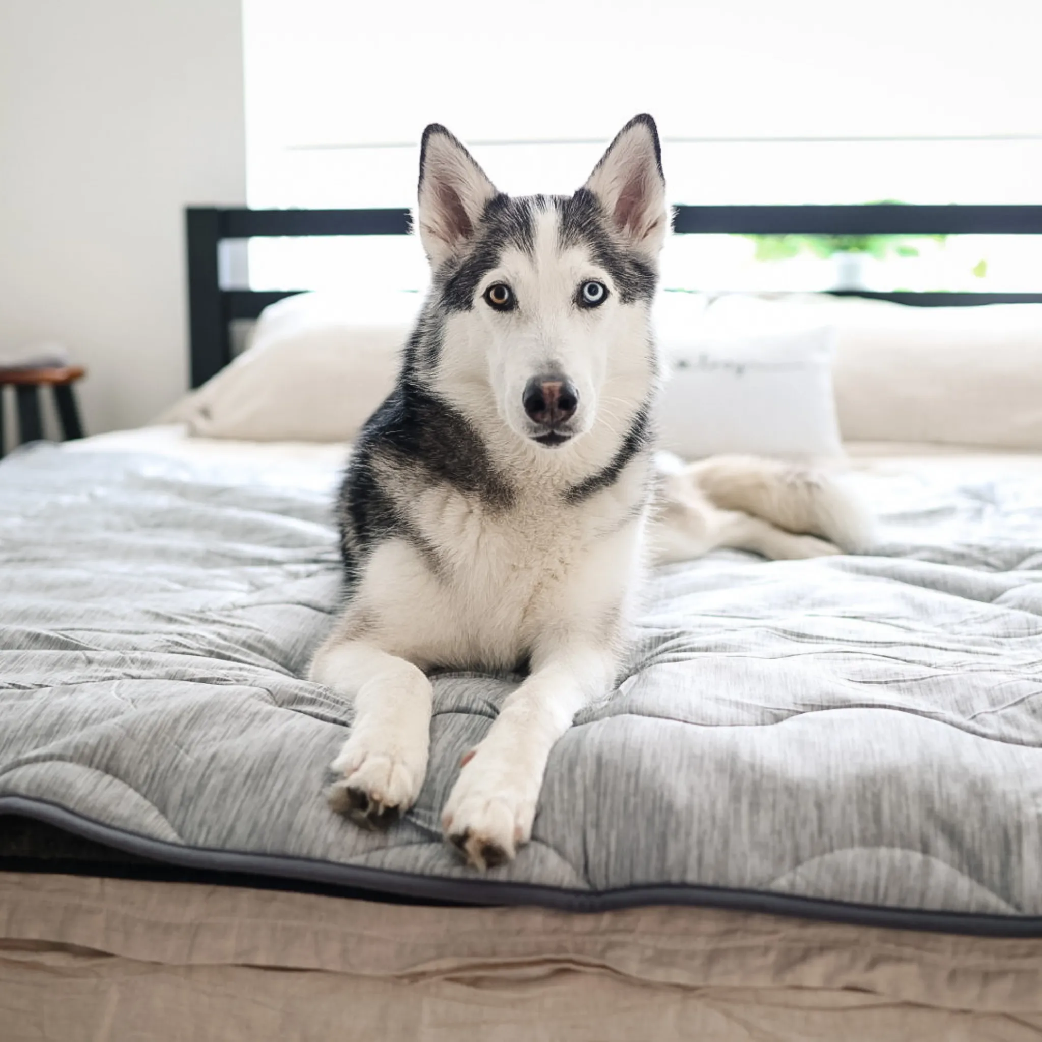 PupChill™ Cooling Waterproof Blanket