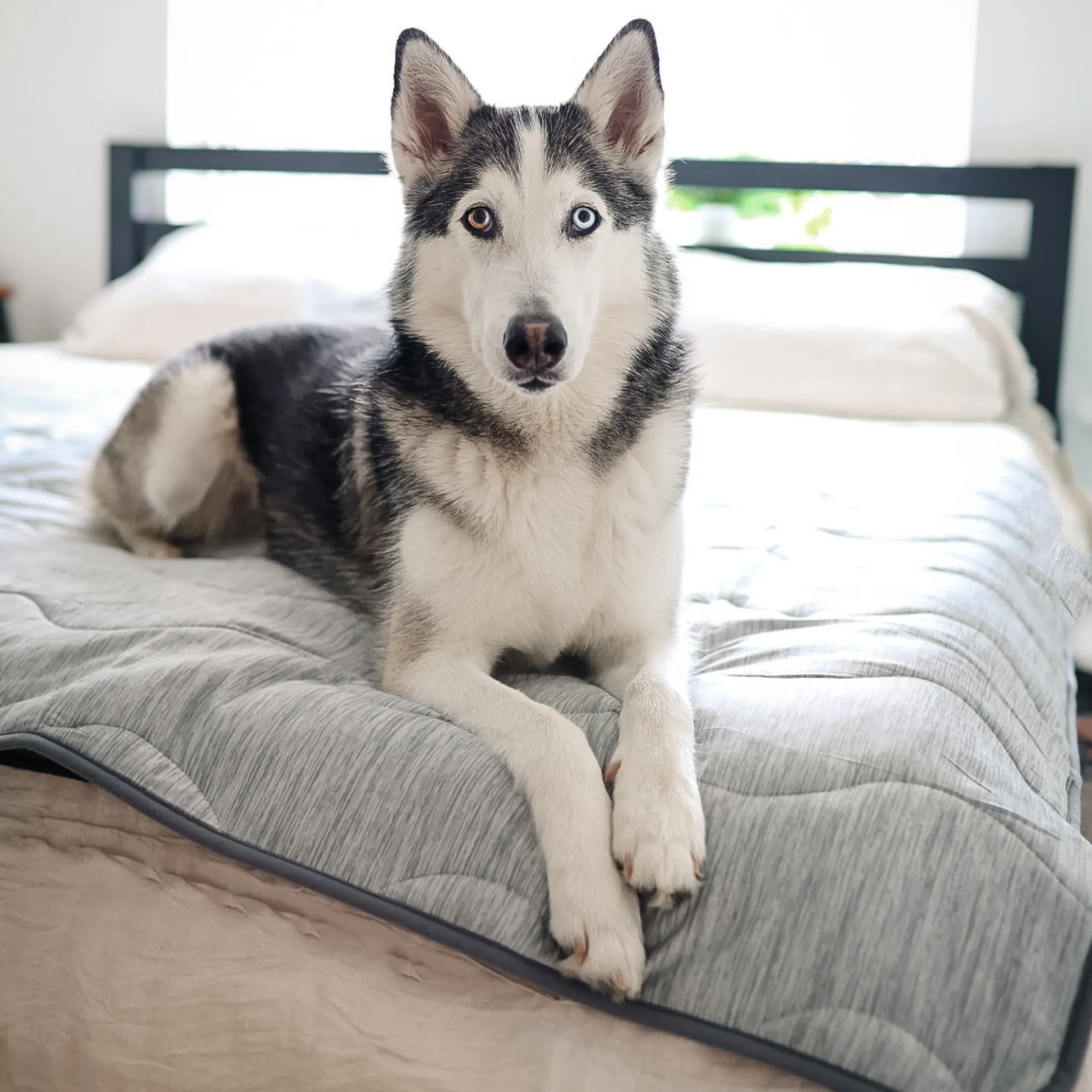 PupChill™ Cooling Waterproof Blanket